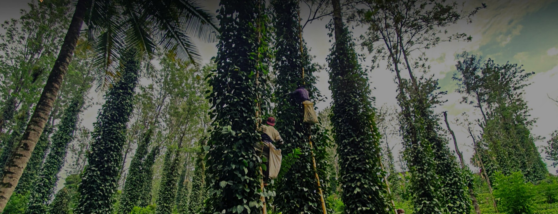 Sustainable